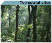terrestrialsites